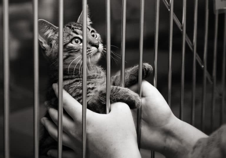 chat refuge