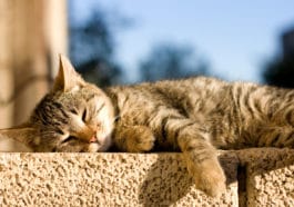 chat soleil