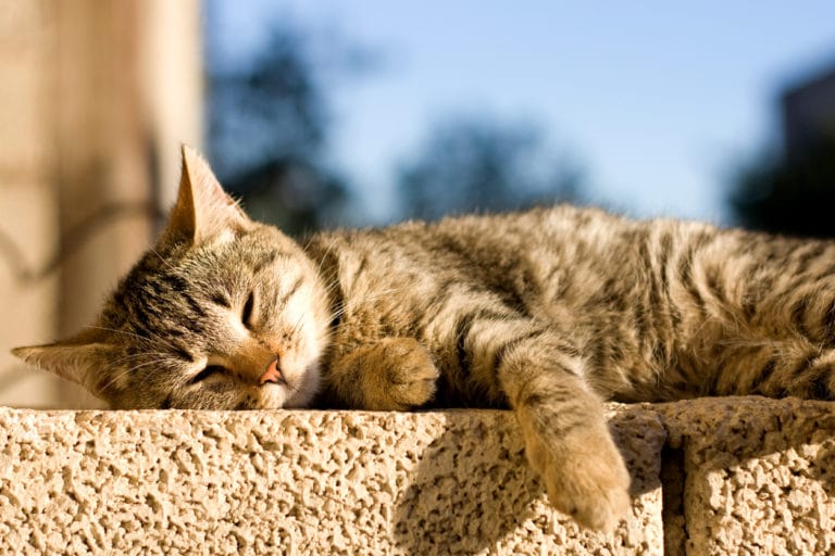 chat soleil
