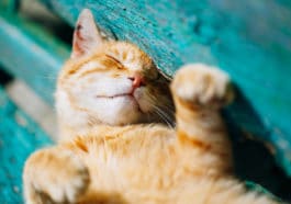 chat soleil