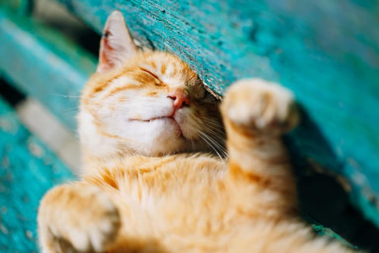 chat soleil