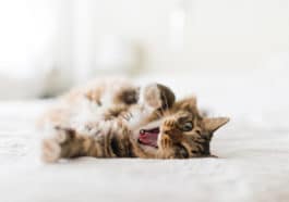chat bâille