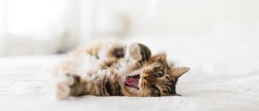 chat bâille