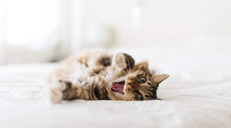 chat bâille