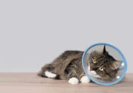 chat malade cone collerette