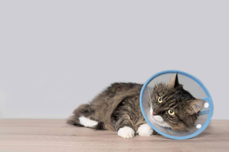 chat malade cone collerette