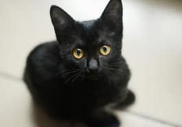 chat noir