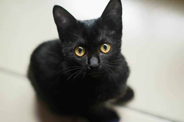 chat noir