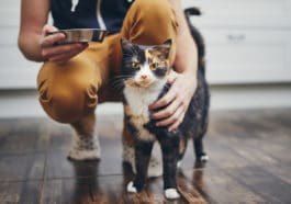 chats spiruline