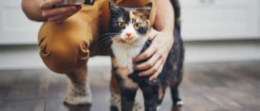chats spiruline
