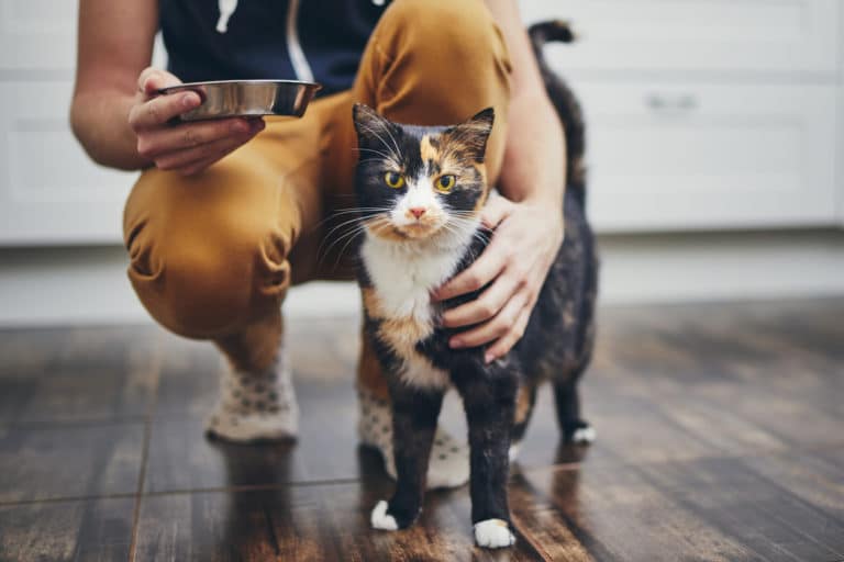 chats spiruline