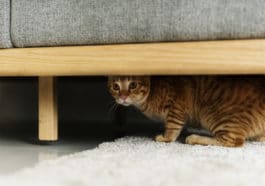chat caché peur canapé