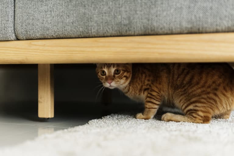 chat caché peur canapé