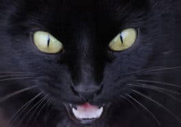 chat noir yeux colère