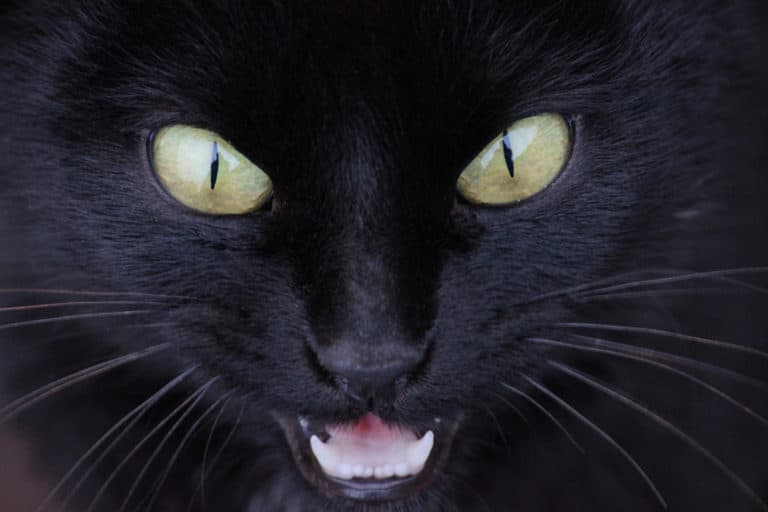 chat noir yeux colère