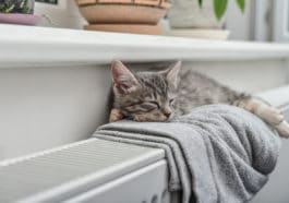 chat gris sieste radiateur chaleur