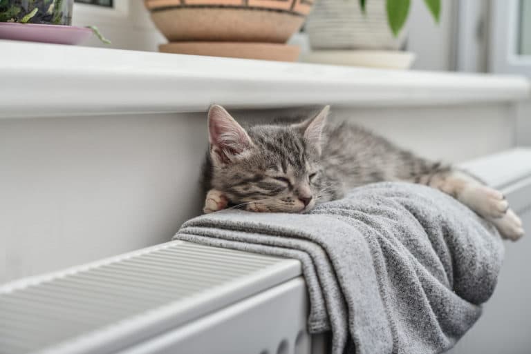 chat gris sieste radiateur chaleur