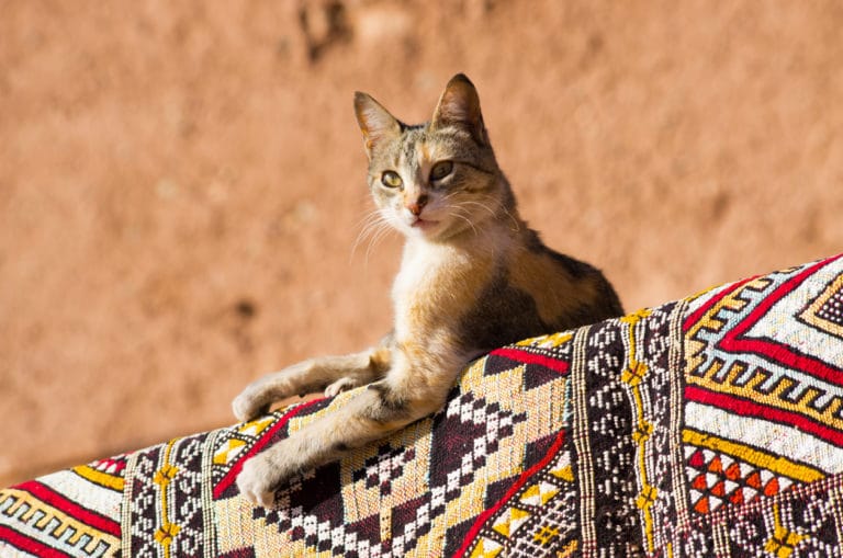 chat extérieur soleil