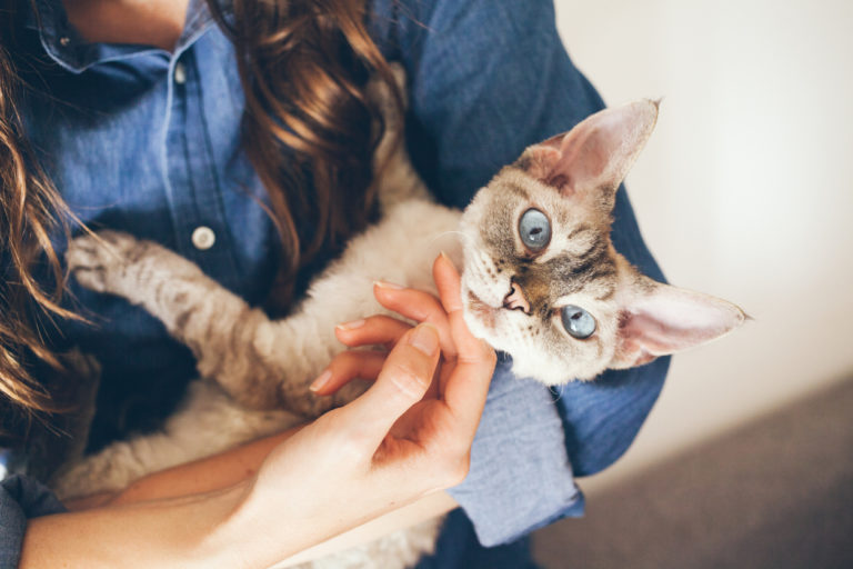 chat