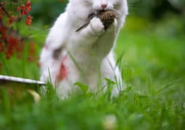 chat chasse