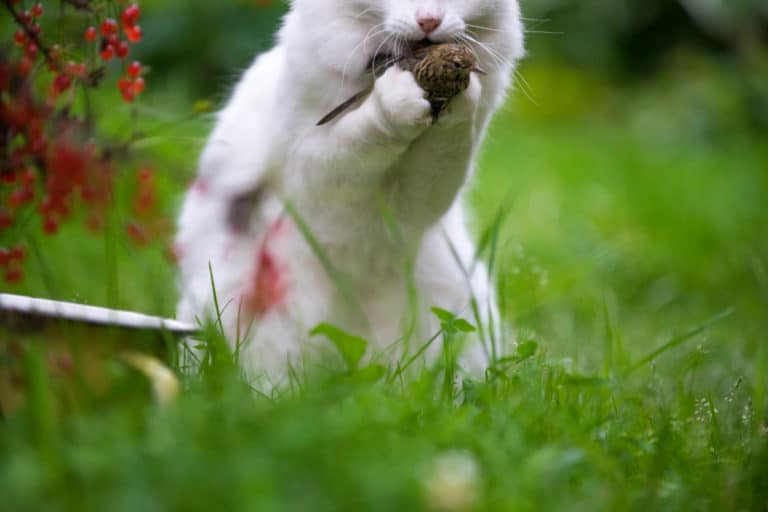 chat chasse