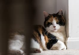 chat seul dans un coin boude triste
