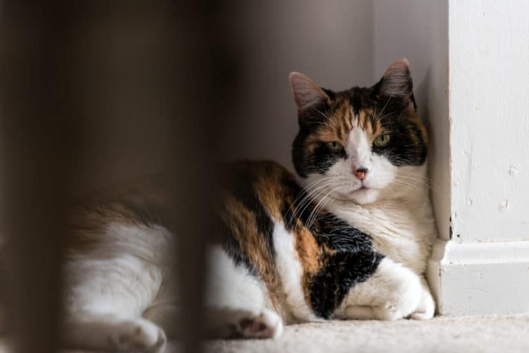 chat seul dans un coin boude triste