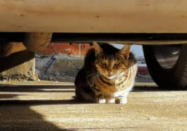 chat caché perdu voiture