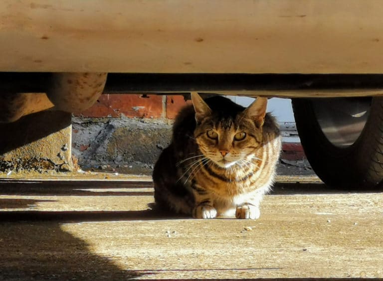 chat caché perdu voiture