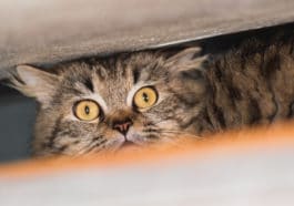 chat peur