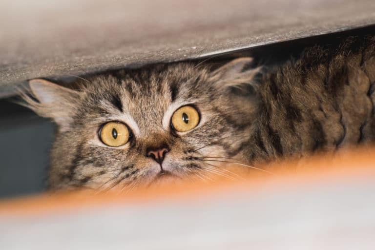 chat peur