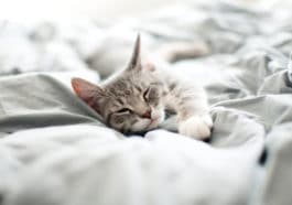 chat gris endormi dort couché