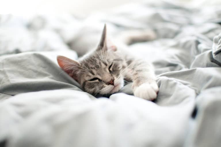 chat gris endormi dort couché