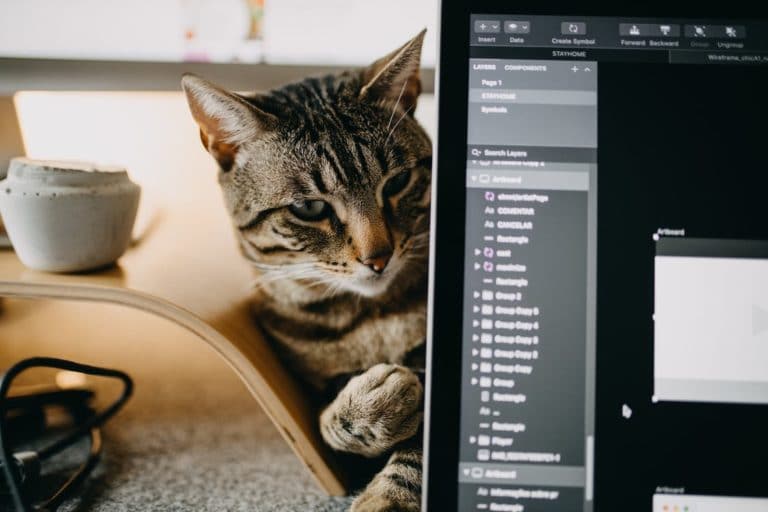chat ordinateur télétravail