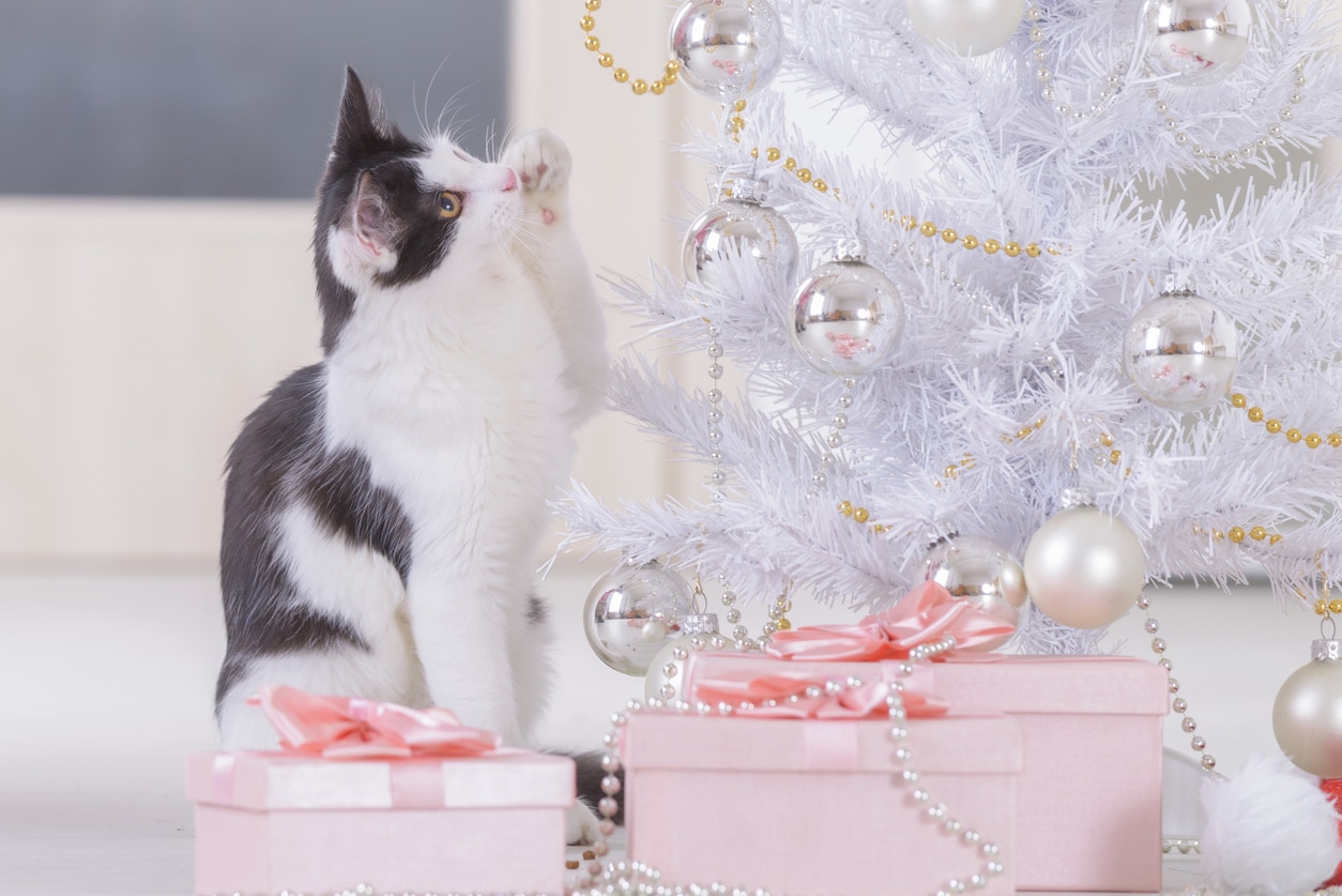 chat cadeaux noel sapin