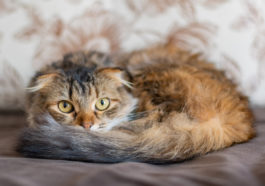 chat