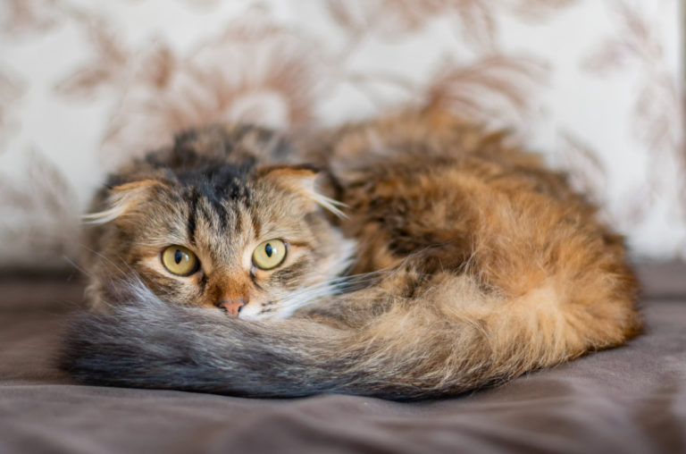chat