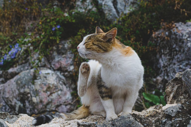chat en train de se gratter
