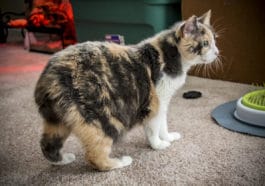 chat Manx