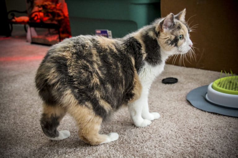 chat Manx