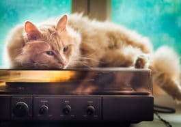 chat musique sieste