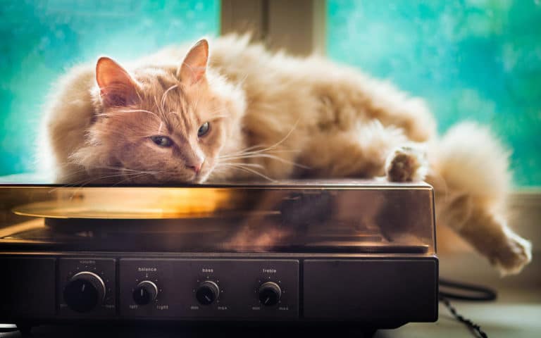 chat musique sieste