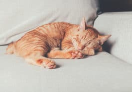 chat roux Manx