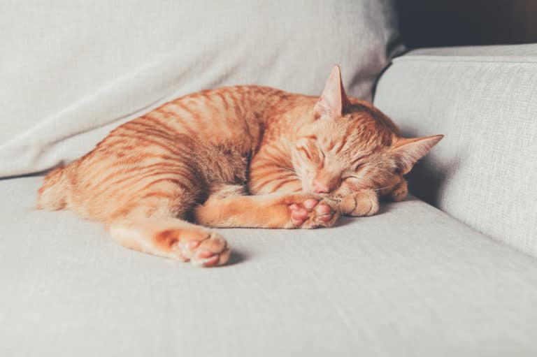 chat roux Manx