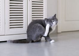 chat se gratte