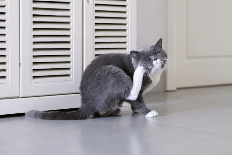 chat se gratte