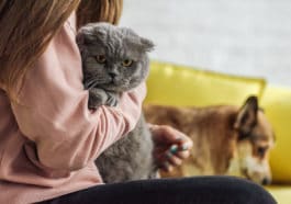 scottish fold chat câlin chien sociable
