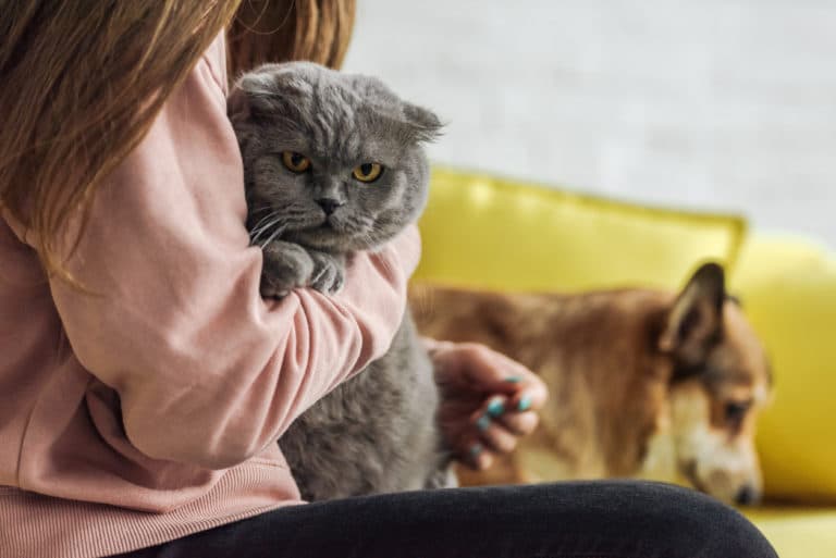 scottish fold chat câlin chien sociable