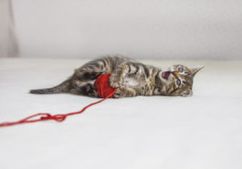 chaton joue fil pelote laine