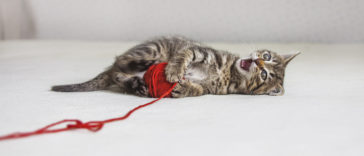 chaton joue fil pelote laine